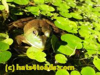 /home//u458753944/public_html/sourcegallery/////////////Frogs/More bullfrogs/P7261259.JPG